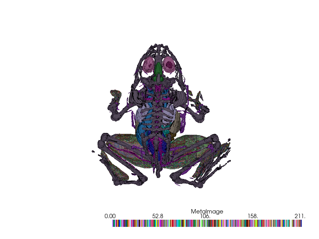 ../../../_images/pyvista-examples-downloads-download_frog_tissue-1_00_00.png