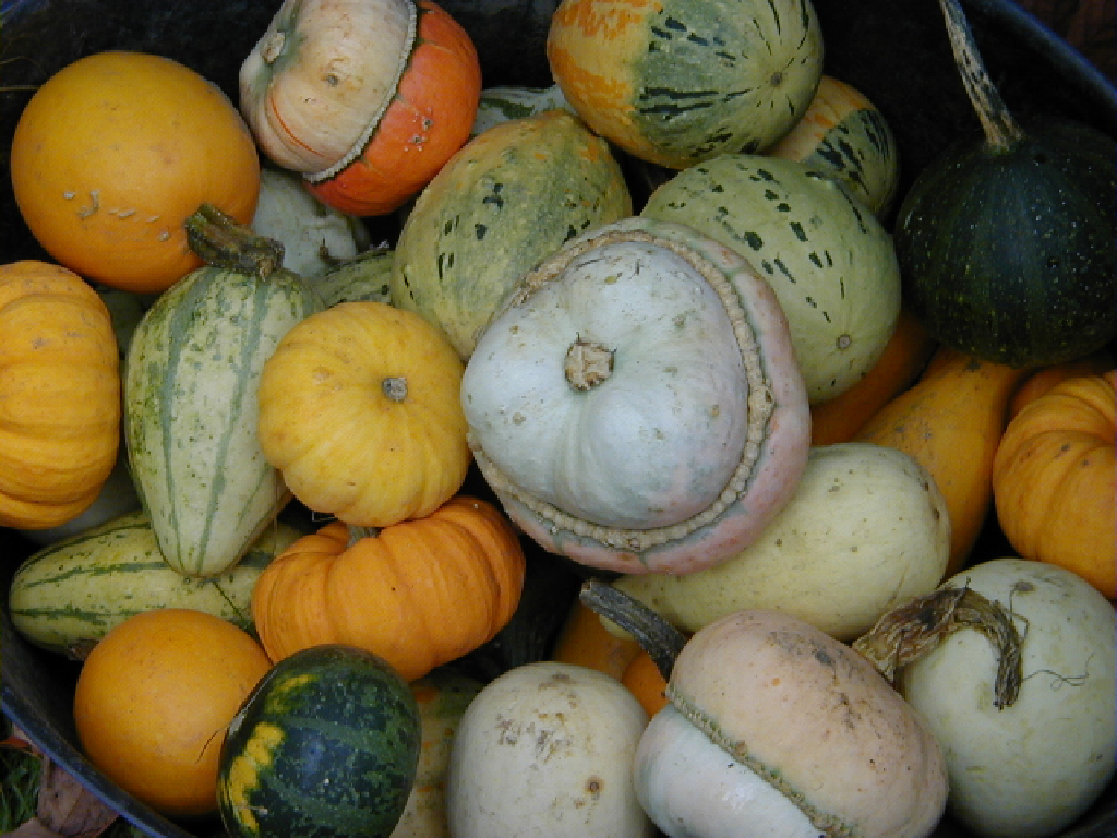 ../../../_images/pyvista-examples-downloads-download_gourds_texture-1_00_00.png